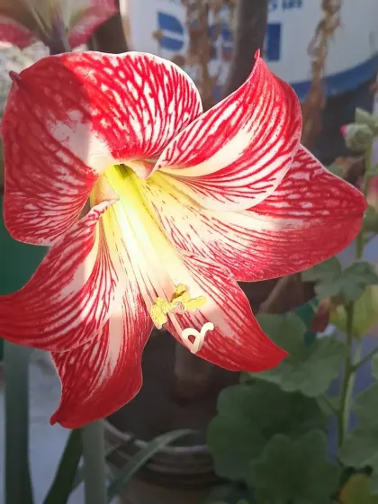 A Sukhdarshan Lily in my terrace garden.