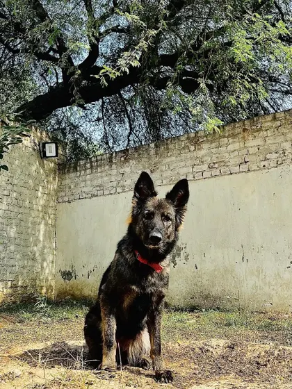 The beautiful and formidable Karma, enjoying a sunny day at our facility.
