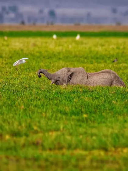 A baby elephant plays in the lush green swamps of Amboseli, Kenya, interacting with a cattle egret. These playful moments are crucial for a young elephant's development and a joy to witness.