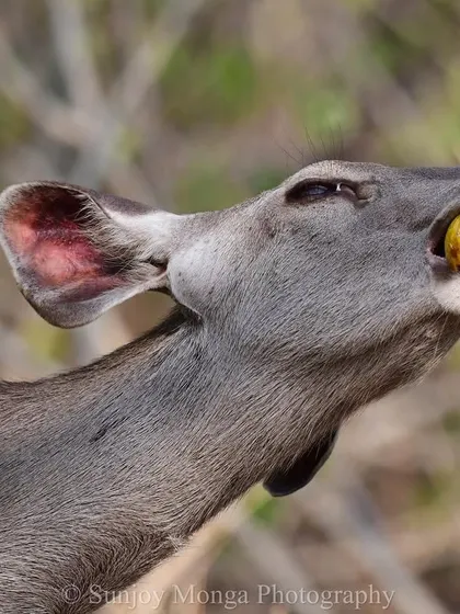 With a great effort, the Sambar deer manages to crack the Wood Apple. This behavior showcases the intelligence and persistence of wildlife in utilizing every available food source in their environment.
