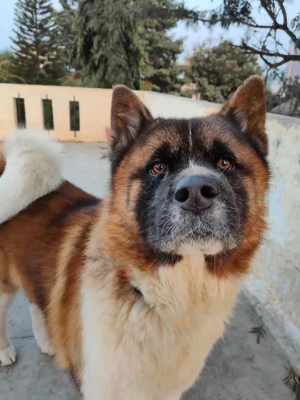 Wolf, one of our special guests who boards in a private room. We are proud to be a trusted safe space for dogs with all types of temperaments.
