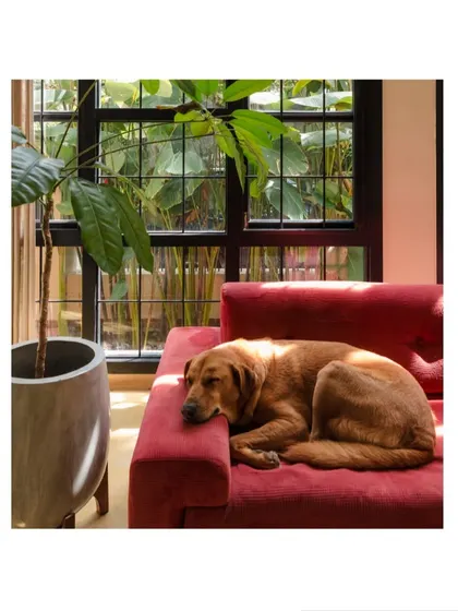 A peaceful afternoon nap spot. The large windows and passive cooling design ensure the home stays comfortable even during hot summers, perfect for pets and people alike.
