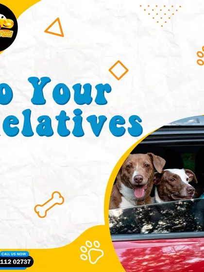 Need to drop your pet off at a relative's place? I can handle that for you, ensuring they arrive safely.