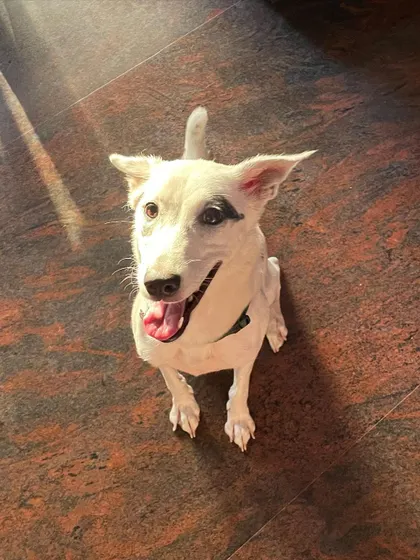 A happy, sun-kissed smile from Cookie. It's our goal to make every dog feel this joyful and relaxed during their stay at our pet homestay in Bangalore.