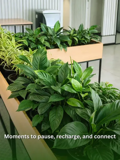 Planters filled with lush Peace Lilies provide moments for employees to pause and recharge. I strategically place these in common areas and walkways to break the monotony of a typical office layout.