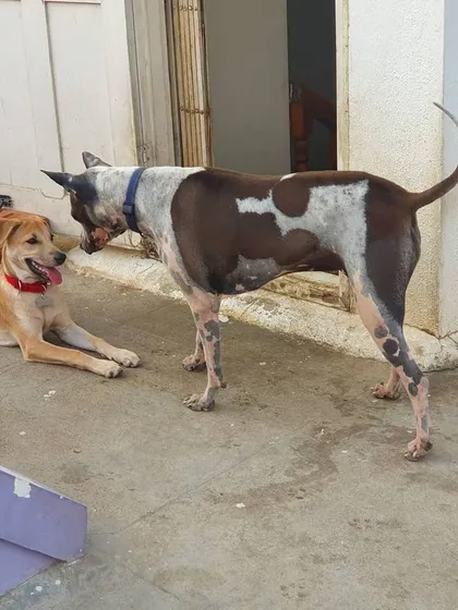 One dog lies down to show the other it is not a threat, inviting a calmer interaction. This is advanced social skill in action.