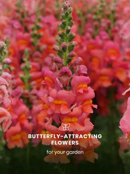 Snapdragons, with their unique shape and alluring scent, are a butterfly magnet. These tall spikes of color add vertical interest to any garden bed.