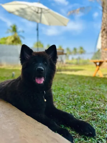 This beautiful black dog is enjoying the view from the shade on a sunny day.