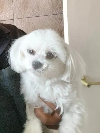 Holding a freshly groomed Maltese, looking clean and bright. My goal is always a happy pet and a happy pet parent.