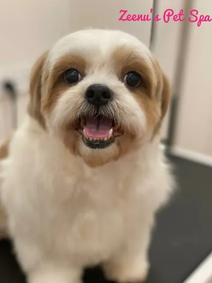 This Shih Tzu's bright and happy face is the best reward. A clean trim around the eyes and mouth is essential for their comfort and hygiene.