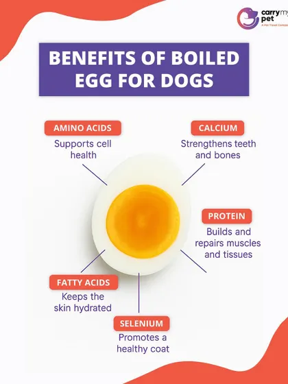 Boiled eggs are a powerhouse of nutrition for dogs. They provide amino acids for cell health, protein for muscle repair, and calcium for strong teeth and bones.