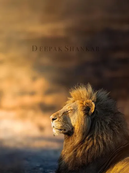 With an artistic touch, this portrait of the sun-kissed lion becomes a dreamy, impressionistic piece. It’s all about capturing the feeling of that warm, golden morning.