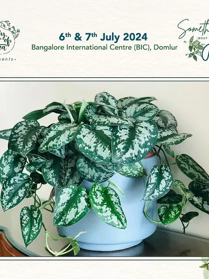 The Scindapsus pictus, or Satin Pothos, with its silver-splashed leaves, looks stunning in this simple blue pot. We focus on providing seeds and plants of the highest quality.