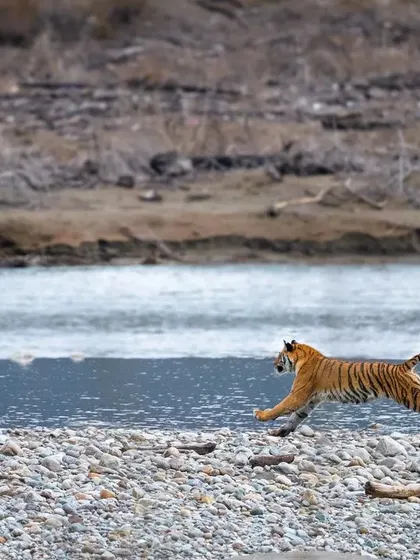 Mid-stride, the tigress is a blur of motion as she leaps across the stones, closing the distance to the river.