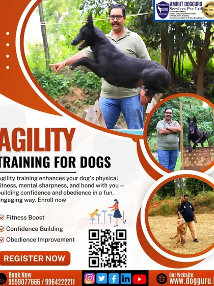 Agility training enhances a dog's fitness, mental sharpness, and obedience. This graphic shows how we incorporate fitness boost and confidence building into our programs.