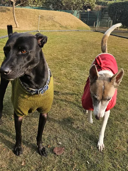 An older black dog and a younger indie pup enjoying the sunshine together. We cater to dogs of all ages, ensuring seniors get gentle exercise and puppies get to play.