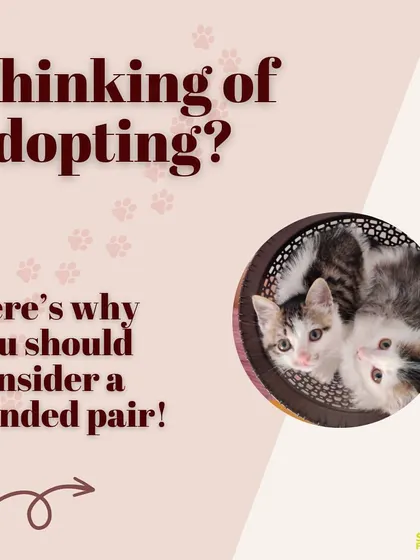 Thinking of adopting? Here’s why you should consider a bonded pair. They provide each other with comfort, enrichment, and a lifetime of friendship.
