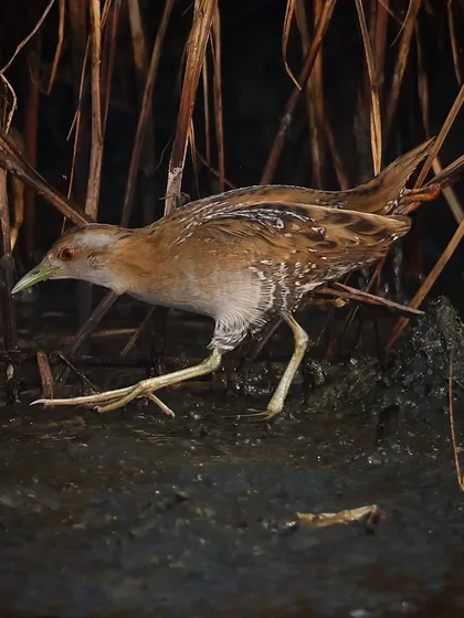 The Baillon's Crake, or Marsh Crake, is an uncommon migratory species in both Singapore and Mumbai, where I photographed this juvenile. These birds are incredibly secretive, so catching this one foraging in the open was a rare treat.