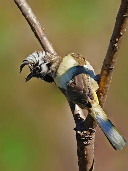 A White-crested Himalayan Bulbul with a magnificent crest is perched on a forked branch. The bird is calling, adding a dynamic element to the scene.