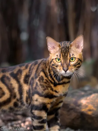 A portrait of Benji the Bengal, looking directly at the camera. His intelligent gaze and beautiful rosette patterns make for a powerful and captivating image.