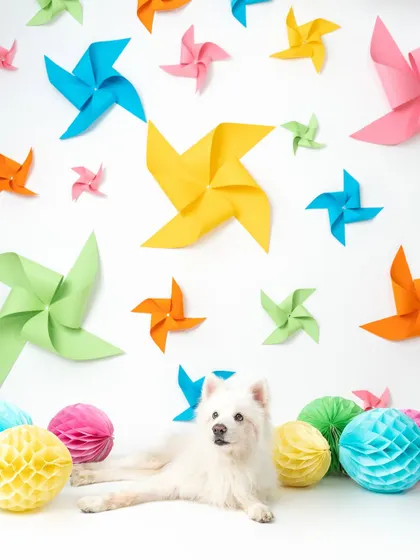 A fluffy white dog poses patiently in a colorful studio set filled with pinwheels and paper honeycombs. This was a delicate setup, but the result was this incredibly cute and vibrant portrait!