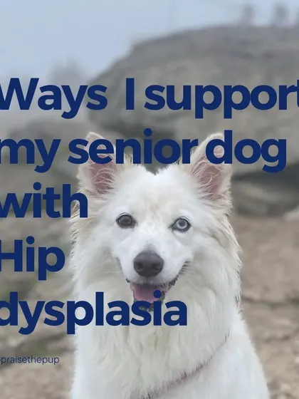 This series of posts details the ways I support my senior dog with hip dysplasia.