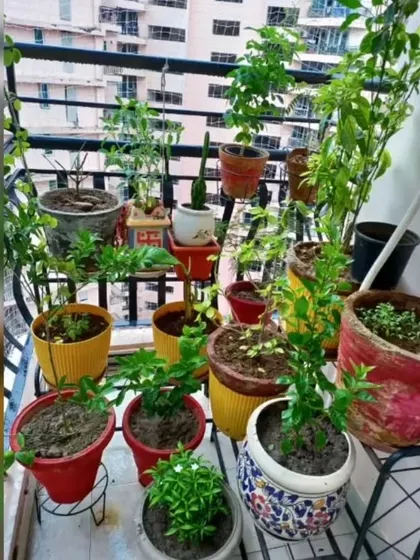 A happy customer's balcony filled with a variety of plants in colorful pots. It's wonderful to see them thriving in their new homes.
