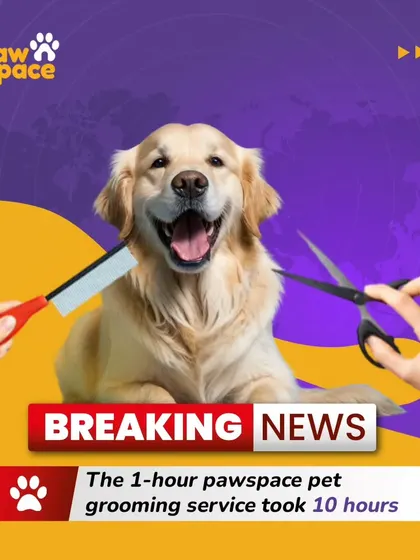 While I promise my grooming doesn't actually take 10 hours, it might feel that way to your pet because of all the love and pampering they receive. It's a fun joke, but my efficiency and care are serious business.