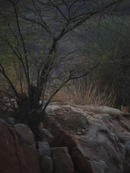 In this wider view, the mother leopard can be seen watching over her cub from a distance, showcasing the maternal behavior we are privileged to document.