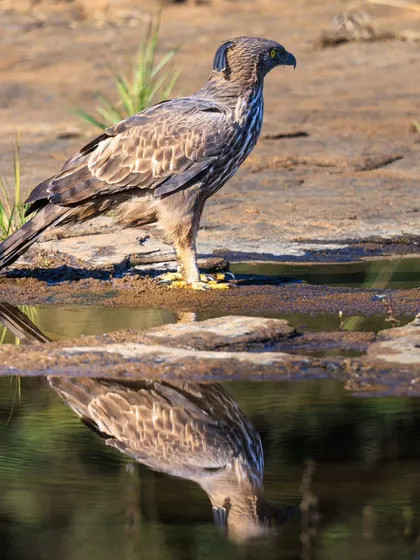 A Changeable Hawk-Eagle, also known as the Crested Hawk-Eagle, pauses for a drink, its reflection perfectly captured in the waterhole at Panna Tiger Reserve.