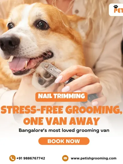 Stress-free nail trimming is possible! I use calm and steady hands to make the experience quick and painless for your corgi.