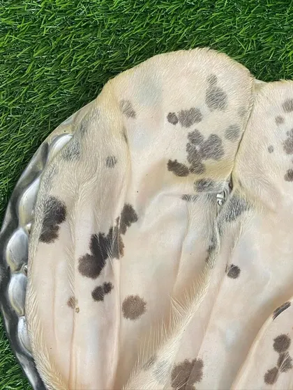 Fresh, raw goat ears, ready for your dog to enjoy. These are a great alternative to processed chews and are full of natural cartilage.