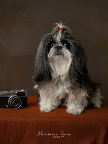 Ready for her close-up. This prim and proper Shih Tzu sits patiently beside a vintage camera, a perfect prop for a fine art photography session that celebrates timeless style.