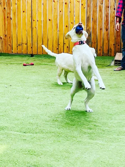 A game of fetch is always a favorite. This Labrador is showing off some impressive athletic skills, leaping to catch a ball in our spacious, turfed yard.