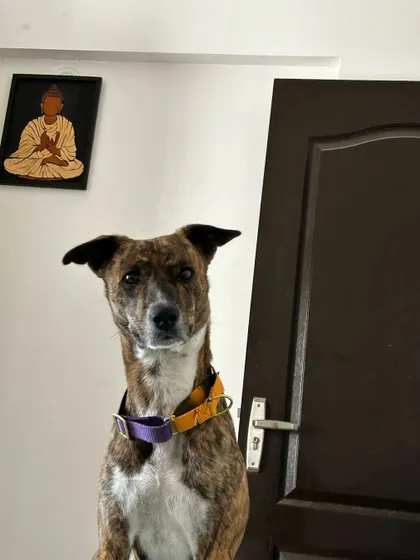 This is Kenzo, a handsome and curious boy. I take the time to get to know each dog's personality, whether they are shy, outgoing, or somewhere in between.
