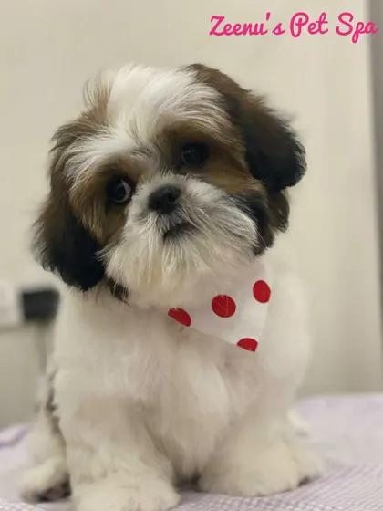 This little Shih Tzu puppy is rocking a cute bandana after his first grooming experience. I make sure puppies feel safe and comfortable during their visit.