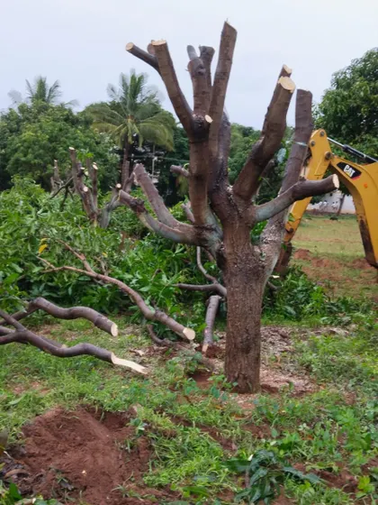 A view of a recently pruned tree with the removed branches on the ground. This selective pruning is a scientific process designed to improve the chances of survival post-transplantation.