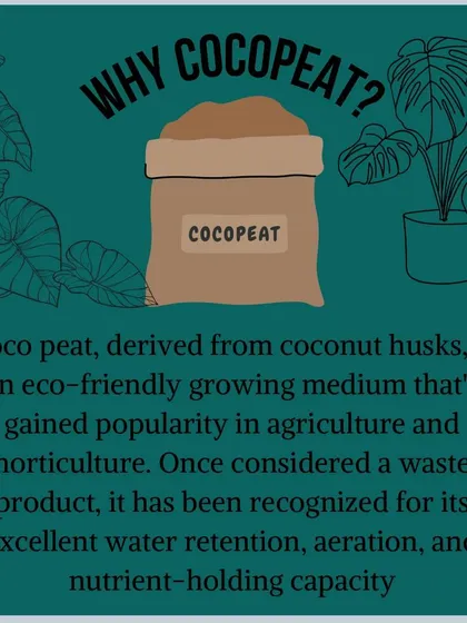 Why cocopeat? This eco friendly growing medium, derived from coconut husks, has excellent water retention and nutrient holding capacity.
