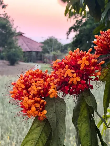 The vibrant Ashoka tree in full bloom against a pastel sunset sky. The flowers of this tree are considered sacred in India and have many medicinal uses.