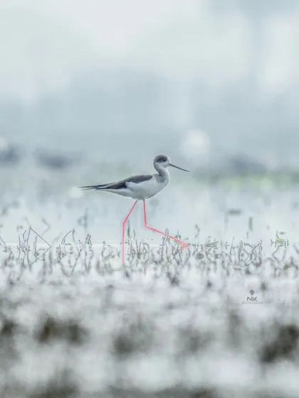 A Black-winged Stilt wading through the water on a misty day. The minimalist composition and the bird's reflection create a clean, artistic image.