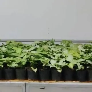 A large quantity of Syngonium plants in nursery pots, prepared for a bulk corporate giveaway.