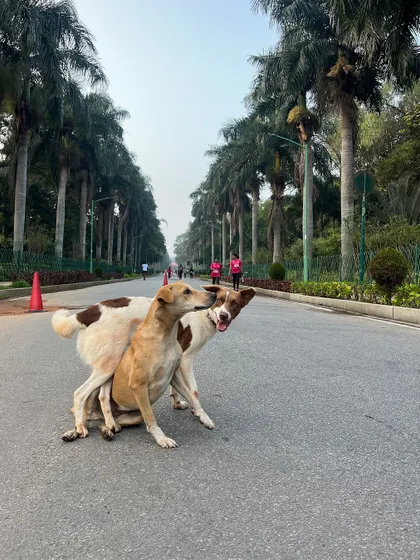 Sunday vibes in Cubbon Park. Rocky, Shakti, and Chocolate are caught in a playful moment.