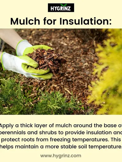 Mulch is a great insulator. Applying a thick layer of mulch around the base of plants helps protect their roots from freezing temperatures by stabilizing the soil temperature.