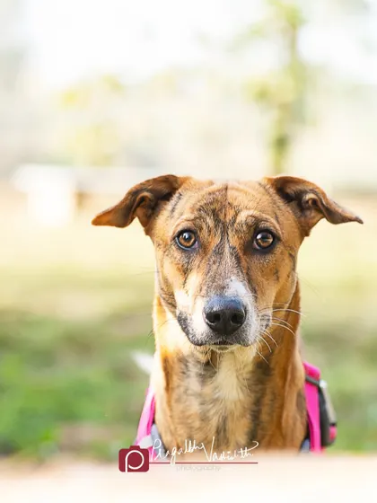 The intense, intelligent gaze of an Indie dog. Their eyes tell so many stories, and I strive to capture that depth and soul in my portraits.