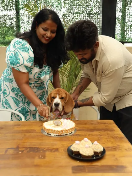 A sweet beagle getting some help from his parents to cut his birthday cake. We offer a variety of custom, pet-safe cakes and cupcakes for your private party.