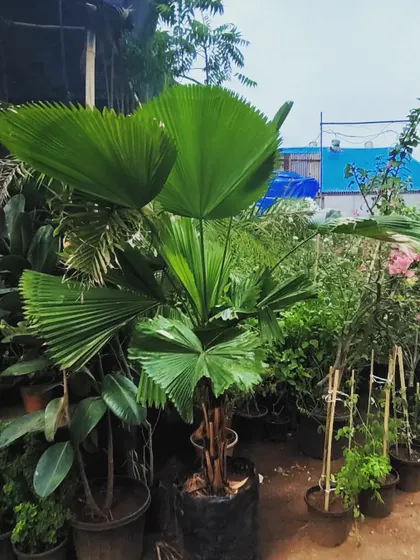 This 6-foot Licuala Grandis palm is a stunner. Its undivided, circular leaves are unlike any other palm and make it a prized specimen.