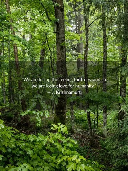 "We are losing the feeling for trees, and so we are losing love for humanity." Another powerful quote from J. Krishnamurti that speaks to the importance of our connection with nature.