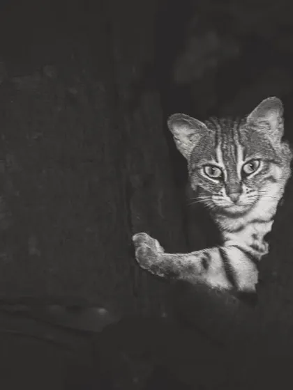 A Rusty-spotted cat peeking out from a hole in a tree, a behavior we've documented as they adapt to urban and plantation environments.