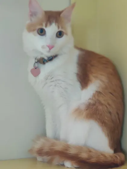 Mr. Lilly, a stunning white and orange cat, looking very elegant and poised. He has such a lovely, long tail.