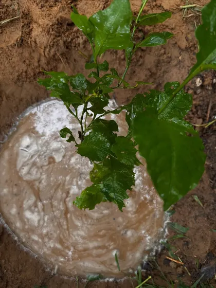 A close-up of a freshly watered sapling planted by Carrier India. The muddy water will slowly seep into the ground, providing the moisture this young plant needs to take root in the bhood land.